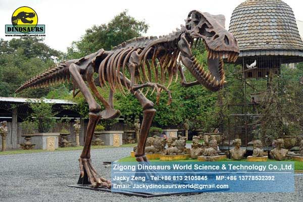 Life size statue dinosaurs skeleton Tyrannosaurus Rex DWS017