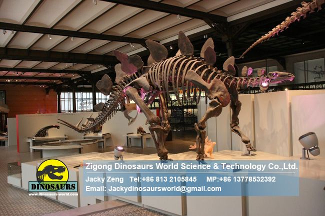 Museum stegosaurus simulation dinosaur skeleton model DWS029