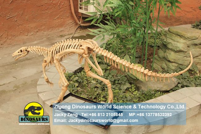 Life Size Realistic Eoraptor Skeleton in dinosaurs factory DWS031