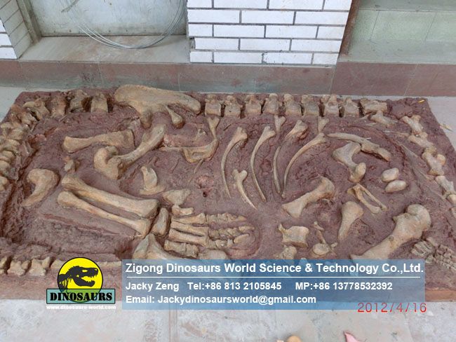 Jingshanosaurus fossil Natural size dinosaur fossil For Museum DWF012