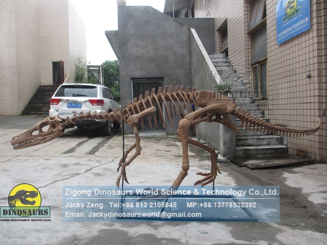 High-quality teaching model artificial Eoraptor skeleton DWS032