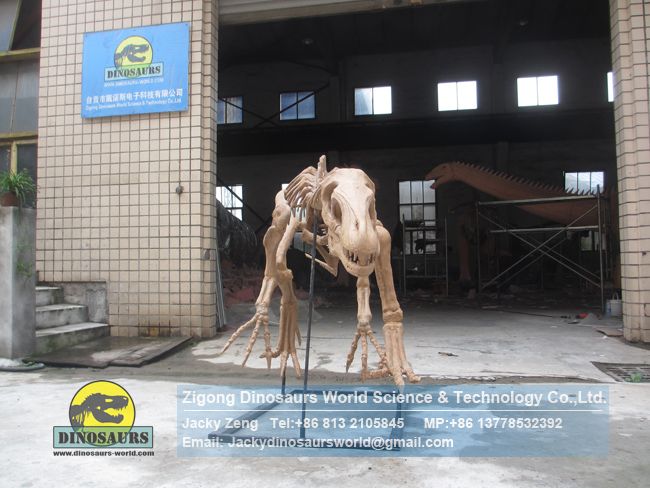 High-quality teaching model artificial Eoraptor skeleton DWS032