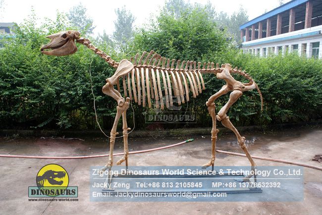 Museum of Paleontology custom Hipparion reproductions DWS033