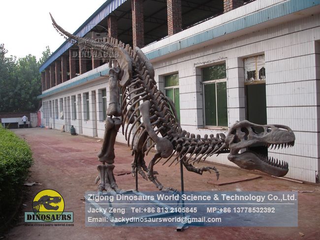 Complete Tyrannosaurus rex skeleton replicas of dinosaur museum DWS034