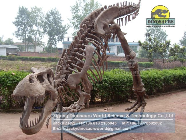 Complete Tyrannosaurus rex skeleton replicas of dinosaur museum DWS034