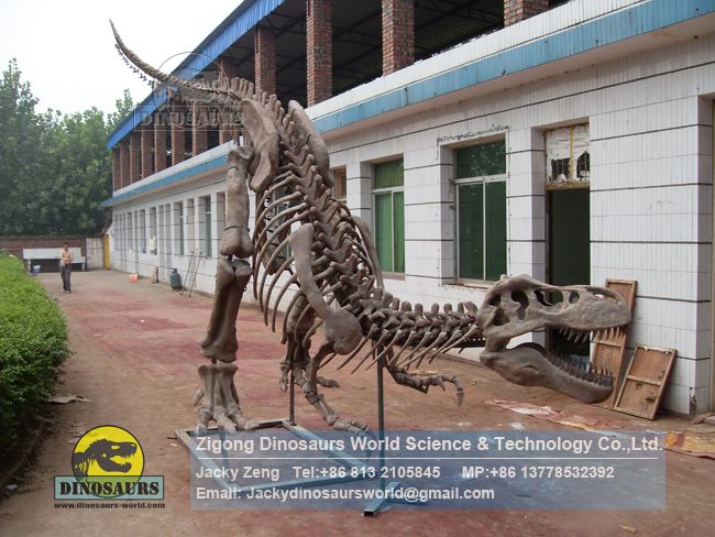 Complete Tyrannosaurus rex skeleton replicas of dinosaur museum DWS034