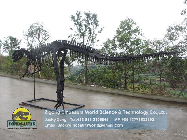 Restored dinosaur skeleton model Allosaurus Skeleton DWS038