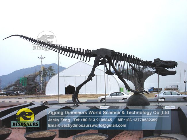 Dinosaur skeleton model paleontologist recovery T-rex Skeleton DWS039