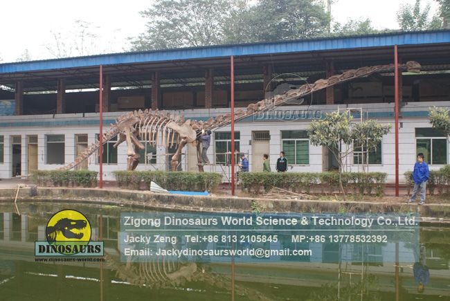 Zigong adult artificial diplodocus skeleton model DWS040