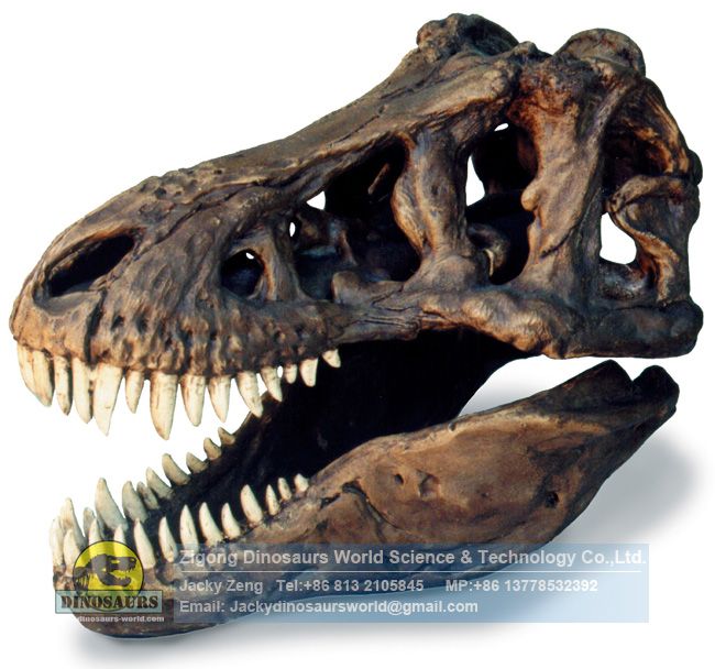 Artificial fossils tyrannosaurus rex skull replica DWF014 