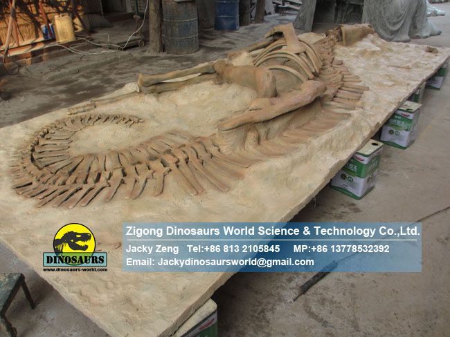 Complete hadrosaur fossil reproductions burial Situation DWF016