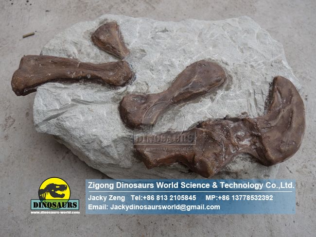 Rehabilitation exhibition dinosaur paleontology topics omeisaurus phalanges ZD15