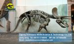 Amusement park exhibition skeleton simulation (Triceratops) DWS001