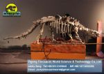 Showroom Science dinopark dinosaurs skeleton replica DWS011