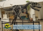 Paleontology museum dinosaur fossil Allosaurus DWS023