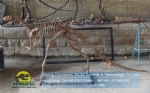 Artificial dinosaur skeleton Yandusaurus Skeleton for dinosaur exhibition DWS035