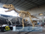 Museum equipment t-rex dinosaur skeleton for sale DWS037