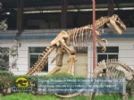 Adult Tyrannosaurus Rex artificial skeleton science education model DWS041