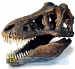 Artificial fossils tyrannosaurus rex skull replica DWF014 