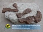 Rehabilitation exhibition dinosaur paleontology topics omeisaurus phalanges ZD15