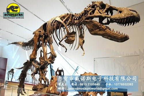 Dinosaur fossil replicas in Museum showroom T-rex DWS015