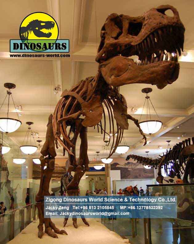 Science kit dinosaurs skeleton replica (T-rex Skeleton) DWS021