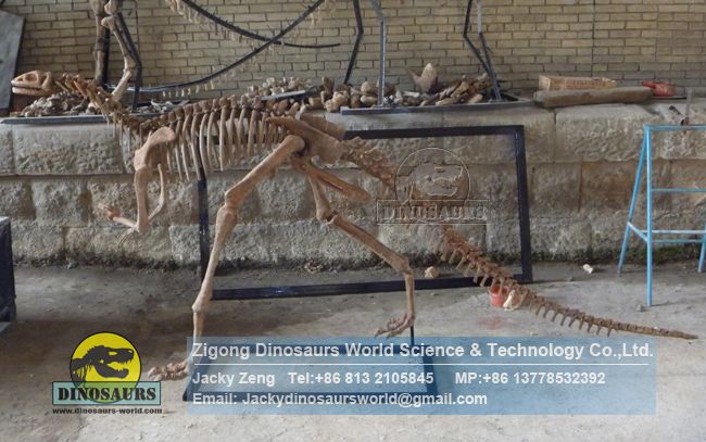 Artificial dinosaur skeleton Yandusaurus Skeleton for dinosaur exhibition DWS035