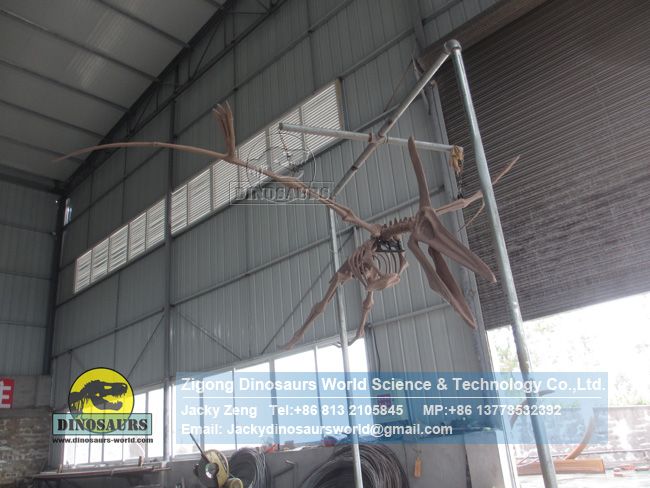 Custom museum exhibition pterosaur complete skeleton replica DWS036