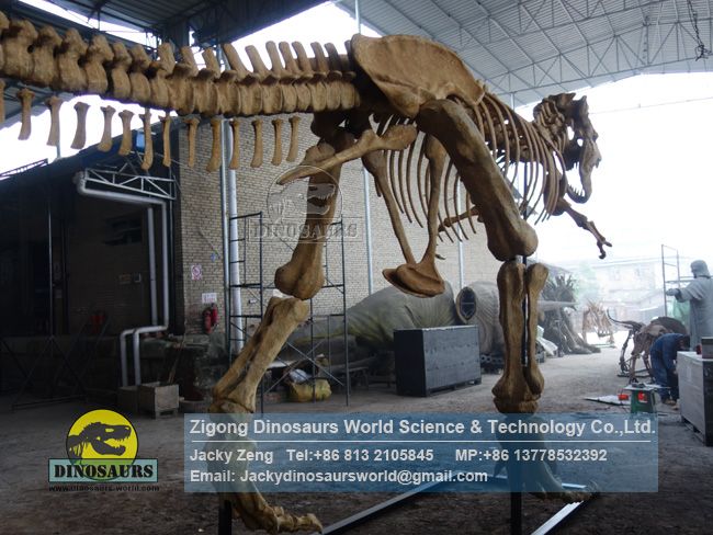 Museum equipment t-rex dinosaur skeleton for sale DWS037