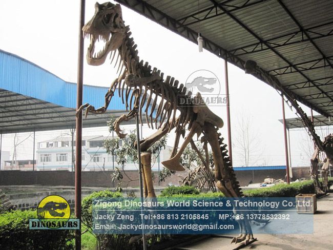 Adult Tyrannosaurus Rex artificial skeleton science education model DWS041