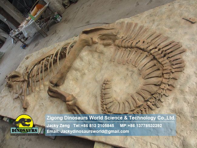 Complete hadrosaur fossil reproductions burial Situation DWF016