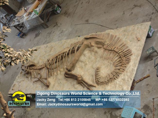 Complete hadrosaur fossil reproductions burial Situation DWF016