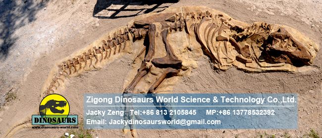 Children teaching demonstration model T-Rex skeleton DWF017