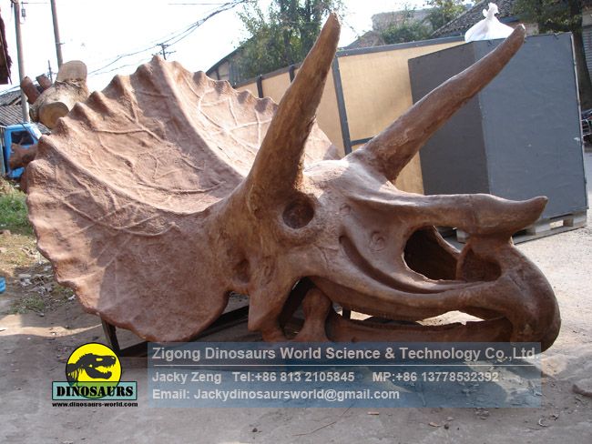 Schools use artificial Triceratops skull model DWF019