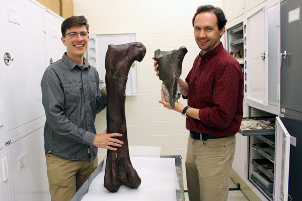 Dr. Christian Sidor (right), Burke Museum curator of vertebrate paleontology, and Brandon Peecook (left), University of Washington graduate student, show the size and placement of the fossil fragment compared to the cast of a Daspletosaurus femur.