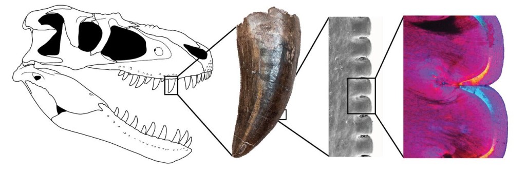 The teeth of carnivorous dinosaurs like Gorgosaurus were covered with small, strong serrations. Image courtesy Kirstin Brink.