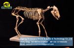 Prehistorical park showroom science exhibition skeleton Hippus DWS013