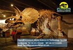Educational dinosaurs skeleton replica (Triceratops Skeleton) DWS022